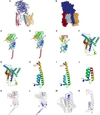 In silico Analysis of Gamma-Secretase-Complex Mutations in Hidradenitis Suppurativa Demonstrates Disease-Specific Substrate Recognition and Cleavage Alterations